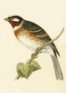Pine Bunting, illustration from 