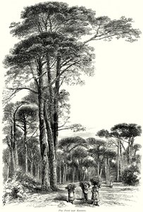 Pine Forest near Ravenna