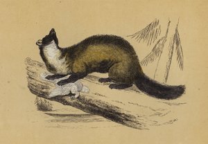 Pine Marten by English School