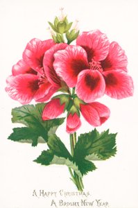 Pink Flowers by English School