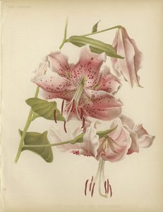 Pink lily