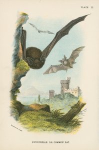 Pipistrelle or Common Bat by English School