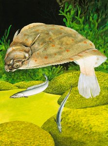 Plaice by English School