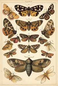 Plate from Our Country