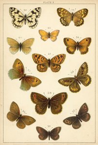 Plate from Our Country
