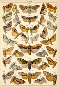 Plate from Our Country