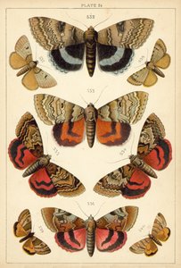 Plate from Our Country