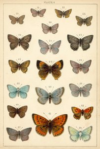 Plate from Our Country