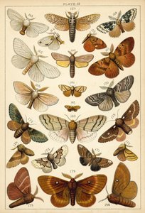 Plate from Our Country