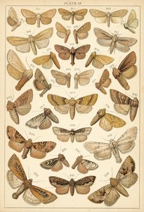 Plate from Our Country
