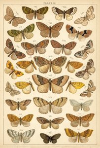 Plate from Our Country