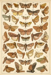 Plate from Our Country