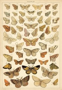 Plate from Our Country