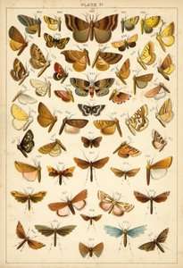 Plate from Our Country
