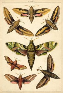 Plate from Our Country