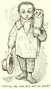 Please, Sir, Will You Buy an Owl?