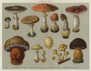 Poisonous Fungi by English School