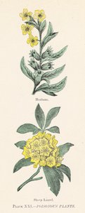 Poisonous plants by English School
