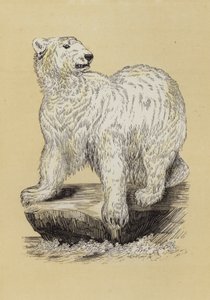 Polar Bear