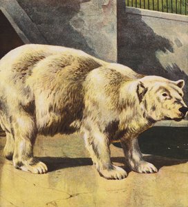 Polar Bear