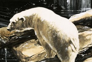 Polar Bear