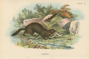 Polecat by English School
