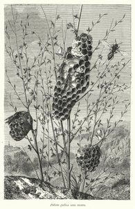 Polistes Gallica and Nests
