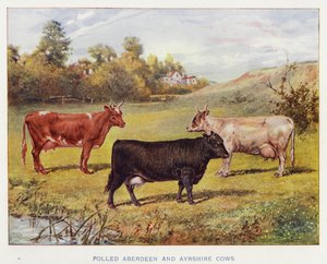 Polled Aberdeen and Ayrshire Cows