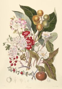 Pomaceae, the Apple Tribe by English School