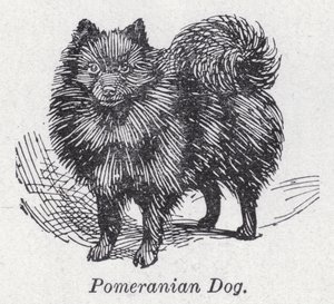 Pomeranian dog by English School