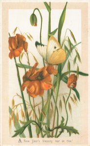 Poppies and Butterfly by English School