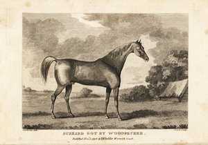 Portrait of the champion racehorse Buzzard by English School