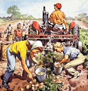 Potato picking