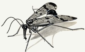 Predators of the Past (Scorpion Fly)