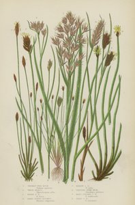 Prickly Twig Rush, White Beak Rush, Brown Beak Rush, Broad Leaved Blysmus, Narrow Leaved Blysmus by English School