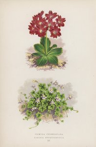 Primula Pedemontana; Linaria Hepaticaefolia by English School