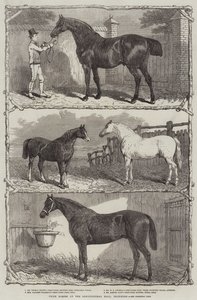 Prize Horses at the Agricultural Hall, Islington by English School