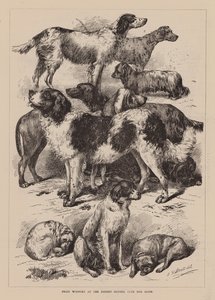 Prize Winners at the Recent Kennel Club Dog Show by English School