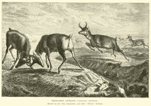 Prong-horn Antelope, Antilocapra Americana by English School