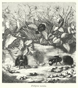 Psithyrus Vestalis (Engraving)