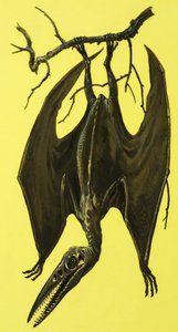 Pterodactylus by English School