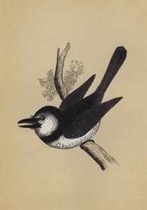 Puff Bird by English School