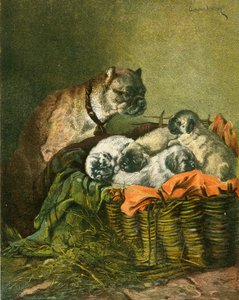 Pug and puppies