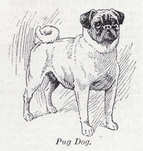 Pug Dog by English School