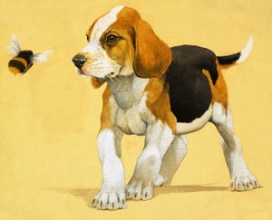 Puppy Dog by English School