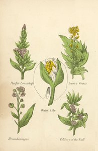Purple Loosestrife, Scurvy Grass, Water Lily, Houndstongue, Petitory of the Wall by English School