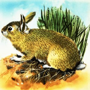 Rabbit by English School