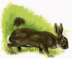 Rabbit