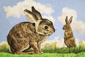 Rabbitis