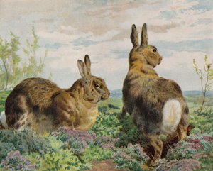 Rabbits